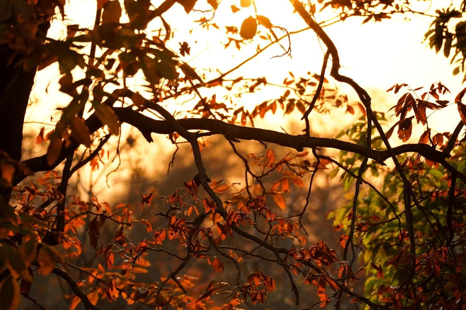 Aligarh Enjoys Cool Relief as Temperatures Drop Below 40°C — Clouds Bring Respite — Economy Business