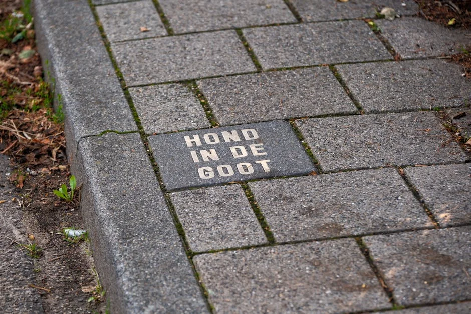 Americans Rush to Apply for Canadian Citizenship After New Ancestry Law