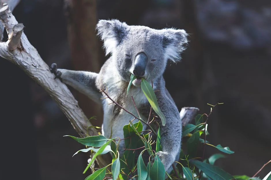Australia Confirms First Diphtheria Death Amid Worst Outbreak in Decades