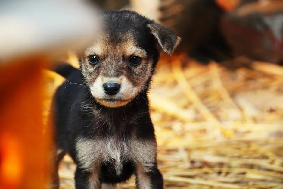 BBC Exposes Ugandan Dog Scam Targeting US Donors — Agriculture Food