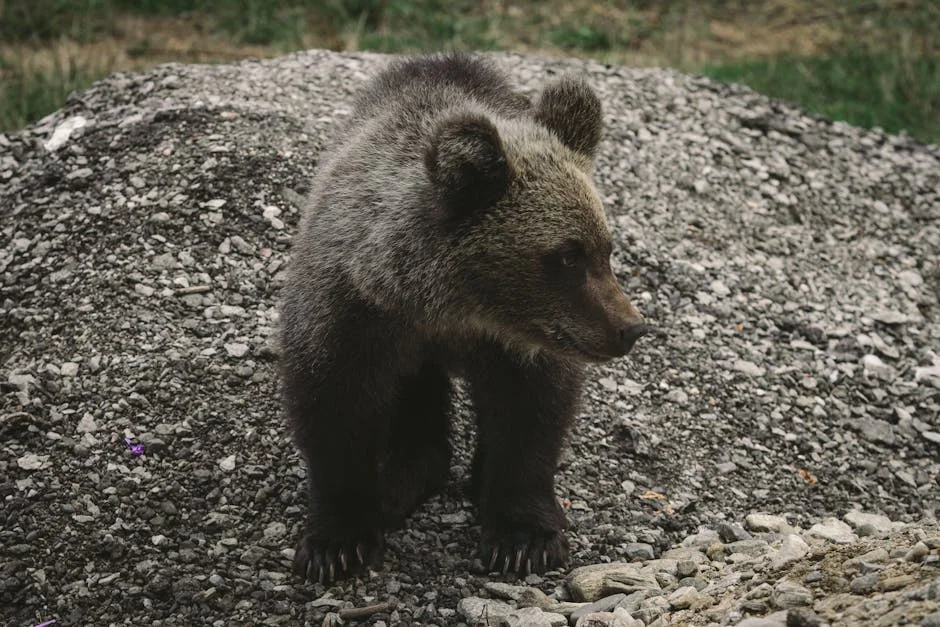 Bear Attack Injures Two Hikers in Yellowstone National Park — Safety Questions Arise — Economy Business