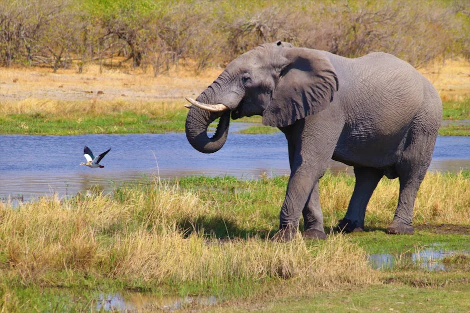 Buffett-Backed African Parks Aims to Boost Local Tourism for White Rhinos — Health Medicine
