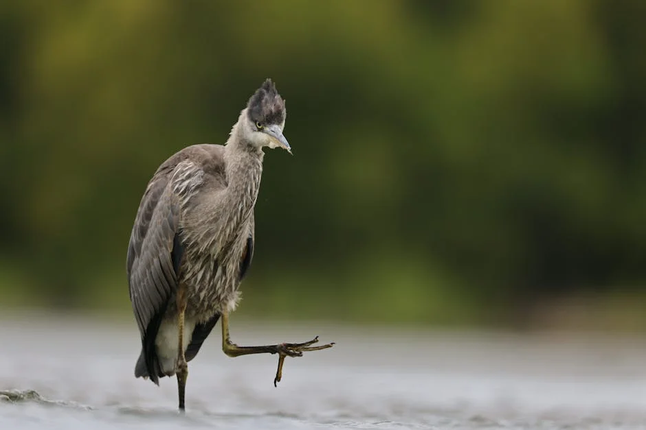 Cameroon Opposition Calls New Vice President Role a 'Coup' — Politics Governance