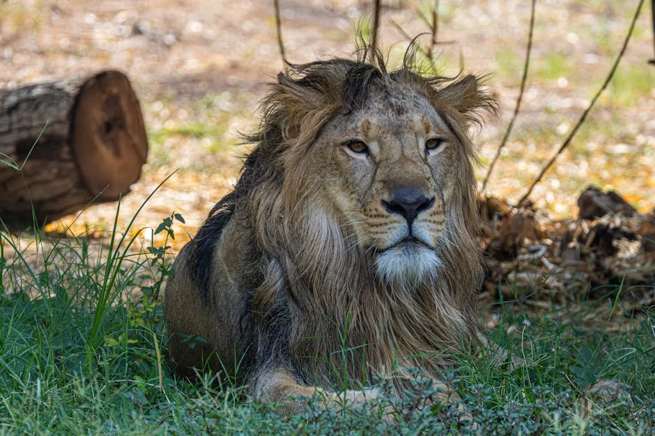 Chennai Super Kings Beat Kolkata Knight Riders in IPL 2026 Showdown