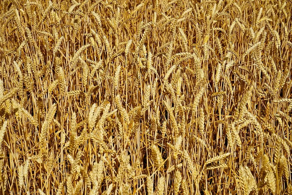 Grain SA Rejects ITAC Decision — Wheat Tariff Reference Price Stays Fixed — Politics Governance