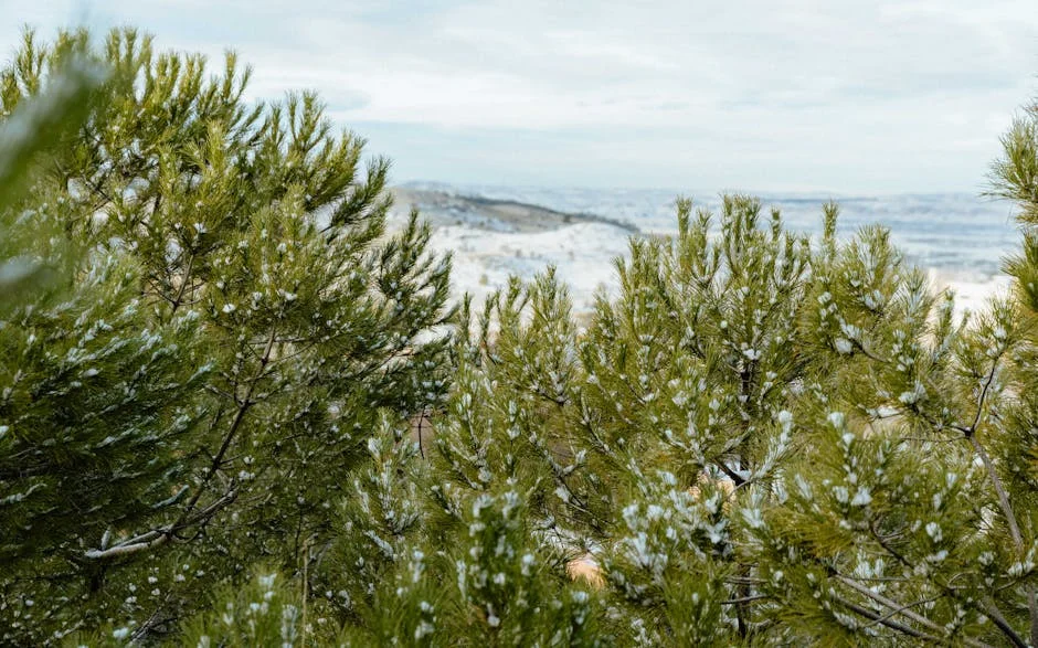 Haitian Skier Ralf Etienne Makes History at Paralympics After Earthquake — Economy Business