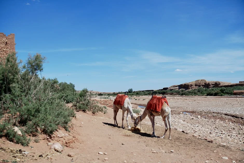 Morocco Pushes Tourism in Western Sahara to Cement Sovereignty Claim — Politics Governance