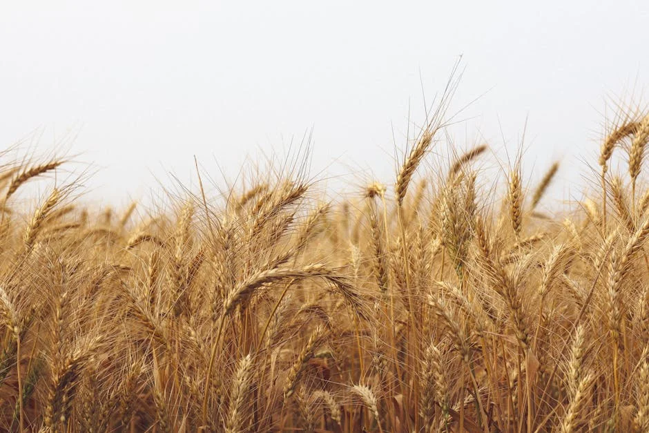 Morocco's Farming Crisis Hits US Food Prices