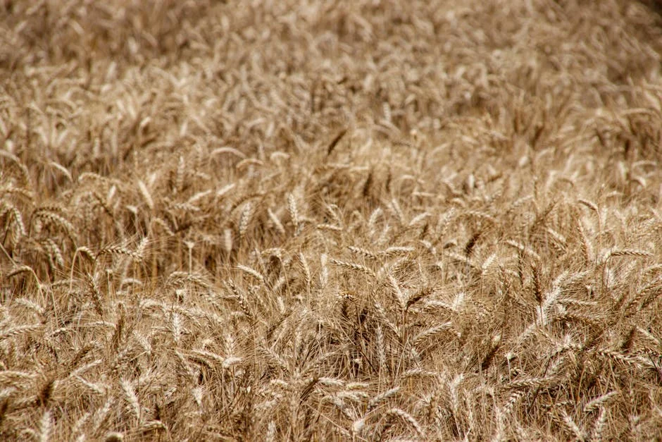 Nigeria Bans Wheat Imports — and Prices Are Already Rising — Economy Business