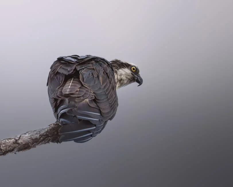 Ospreys Hatch Final Egg of the Season – Webcams Capture Historic Moment — Politics Governance