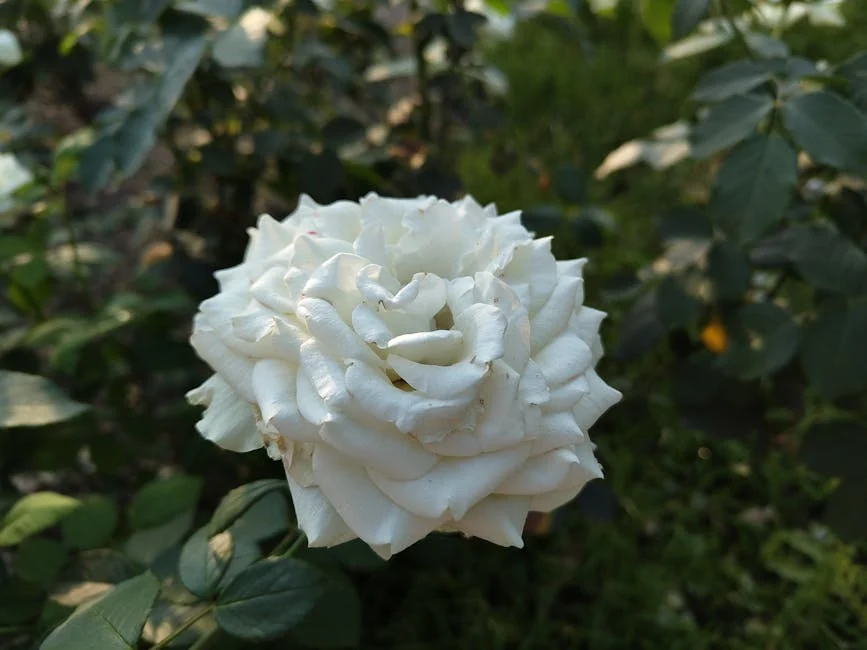 Portuguese University Restores Macau Parish Archive - A Boost for Cultural Heritage and Tourism — Economy Business