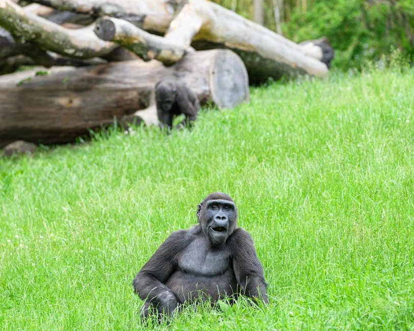 Sassou Nguesso Tightens Grip on Congo - What It Means for Markets and Investors