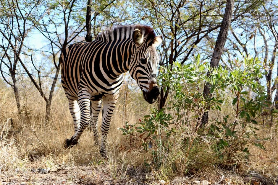 Thula Thula Game Lodge Launches Cheetah Collaring Initiative to Enhance Conservation — Culture Arts