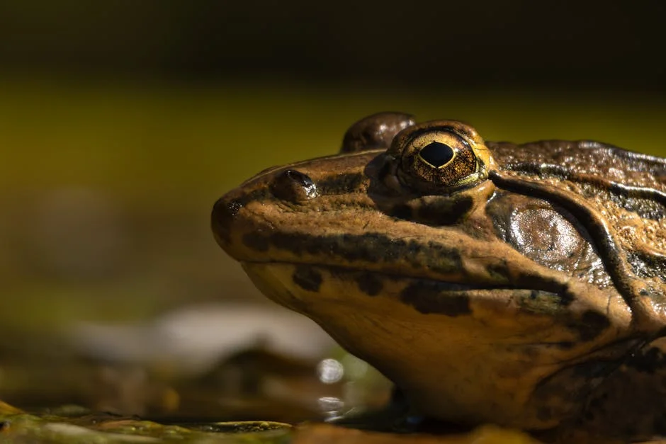 UK Woman Dies from Frog Poison Detox — Instagram's Role Under Scrutiny — Health Medicine