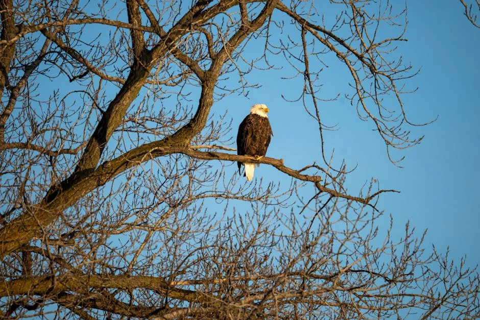 US Unveils F-15E Strike Eagle — What You Need to Know