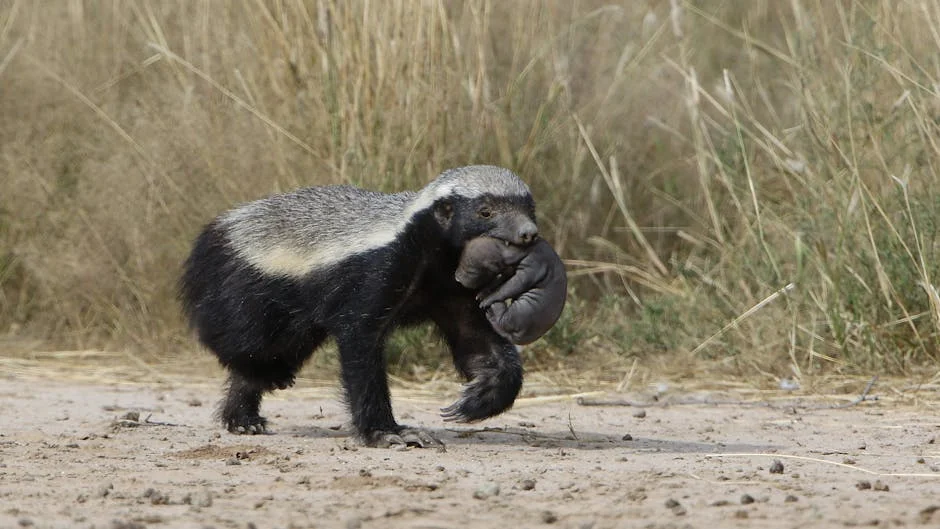 Watch: South Africa Baboon Opens Car Door Like a Human — Video Goes Viral
